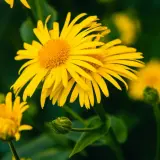Fiori gialli luminosi di arnica pianta, con petali sottili e un centro dorato, su uno sfondo verde scuro.