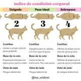 Guía visual para saber cuanto pesa un gato, desde muy delgado a obeso, con descripciones de costillas, cola y abdomen.