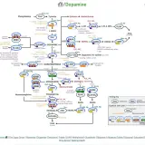 Schemat szlaków metabolicznych dopaminy i neuroprzekaźników, uwzględniający czynniki wpływające na ich aktywność, zgodnie z zasadami ortograficznymi.