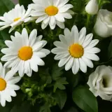En bukett med vita prästkragar, en marguerite blomma, och vita rosor.