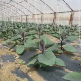 Piantine di melanzane in serra, con fili di sostegno e pacciamatura. L'etichetta "cobre nordox" indica un trattamento per proteggere le colture.