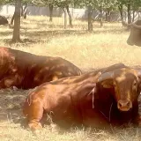 Toros de lidia descansan bajo la sombra. La ganadería torreana cuida de estos imponentes animales en un día soleado.