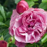 Eine zarte rosa Rose blüht, umgeben von Knospen und grünen Blättern. Perfekt, um zu wissen, wann Rosen pflanzen.
