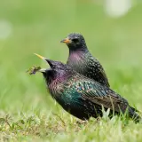 Zwei bunte Stare im Gras. Einer mit geöffnetem Schnabel und Futter, zeigt, wie ein Star aussieht.