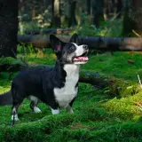 Czarny corgi cardigan z białym krawatem w lesie, otoczony mchem i powalonymi drzewami.