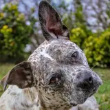 Un perro con manchas blancas y marrones gira la cabeza, con una oreja levantada, como si escuchara un sonido interesante.