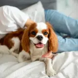 Uśmiechnięta osoba głaszcze cavaliera king charles spaniela. To jeden z tych uroczych, rasowych psów, które uwielbiają przytulanie.