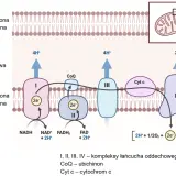 Schemat przedstawia łańcuch oddechowy w mitochondrium, kluczowy dla oddychania tlenowego. Elektrony przepływają przez kompleksy I-IV, pompując protony i tworząc wodę.