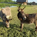 Urocze osiołki pasące się na łące. Idealne miejsce na agroturystykę śląskie ze zwierzętami, gdzie można odpocząć wśród natury.
