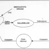 Schema zeigt Cholesterin-Stoffwechsel: Leber, Gallenblase, Darm. Colestyramin bindet Gallensäuren im Darm.