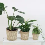 Drei grüne Zimmerpflanzen in geflochtenen Körben: eine Monstera, ein Einblatt und Efeu. Perfekt für das Schlafzimmer.