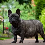 A brindle French Bulldog stands in a garden, its belly appearing swollen, hinting at a possible false pregnancy in dogs.