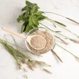Psyllium vertus : une cuillère en bois remplie de poudre de psyllium dans un bol, entourée de tiges de plantain.