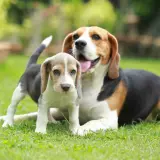 Szczeniak beagle z niebieskimi oczami i dorosły pies tej samej rasy na trawie. Idealny przykład, jak wprowadzić szczeniaka do domu z psem.