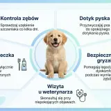 Szczeniak z uśmiechem. Dowiedz się, czy psy mają mleczaki, jak dbać o ich zęby i kiedy wizyta u weterynarza jest konieczna.