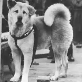 Wierny Hachiko, pies rasy Akita, czeka na swojego pana na stacji.