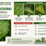 Objawy chorób pomidorów: żółte plamy, pajęczynki, opadające liście. Przędziorki osłabiają rośliny.