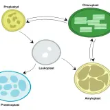 Cykl rozwojowy plastydów: proplastyd, leukoplast, amyloplast, chloroplast i proteinoplast.