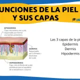 Ilustración detallada de las capas de la piel: epidermis, dermis e hipodermis, mostrando fibras de colágeno y elastina.