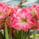 Amaryllis quando fiorisce: un tripudio di petali rosa striati di bianco, con stami gialli che spuntano dal centro.