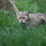 Eine scheue Wildkatze in Deutschland pirscht durch hohes Gras.