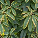 Gros plan sur des feuilles de rhododendron, certaines présentant des taches et des bordures jaunes, signe d'un besoin de nutriments.