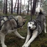Dwa alaskan malamuty w uprzęży, jeden kładzie się, drugi stoi.