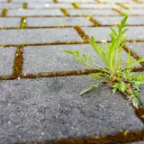 Zielona roślina przebija się przez szczelinę między kostkami brukowymi, pokazując siłę natury. Chwasty w kostce brukowej to częsty widok.