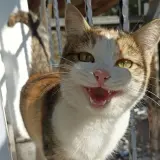 A calico cat with bright green eyes is looking at the camera with its mouth open, as if asking "why is my cat meowing so much all of a sudden?".