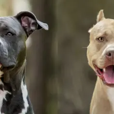Dwa psy, staffik i amstaff, pokazują swoje różnice w wyglądzie. Jeden jest ciemnoszary z białymi znaczeniami, drugi beżowy.