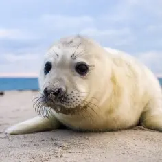 Urocza foczka na plaży, ciekawa świata. Zastanawiasz się, ile waży foka?