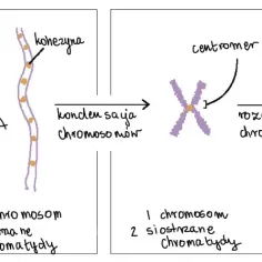 Schemat pokazuje podział chromosomu: od jednej chromatydy, przez kopiowanie DNA i kondensację, do rozdzielenia na dwa chromosomy, każdy z jedną chromatydą. To kluczowe dla zrozumienia, co to znaczy gen.