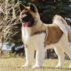 Akita Inu vs Amerykańska: Która jest dla Ciebie? Charakter i dominacja