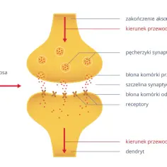 Schemat synapsy, kluczowy element układu nerwowego matura. Pokazuje przekazywanie impulsu nerwowego między neuronami.