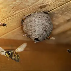 Osa krąży wokół swojego gniazda. Czy szerszenie zimują w gnieździe? To pytanie nurtuje wielu, ale w tym ujęciu widzimy aktywność owadów.