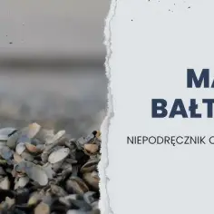 Jakie muszle występują w Bałtyku? Odkryj fascynujące gatunki