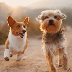Dwa wesołe psy, corgi i kundelek, biegną po polnej drodze. Ile lat żyje kundelek? Zależy od wielu czynników, ale te psy wyglądają na zdrowe i szczęśliwe.