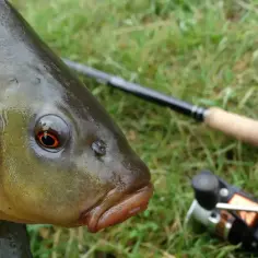 Oko lina, świeżo złowionego, obok wędki i kołowrotka. Oto jak złowić lina!
