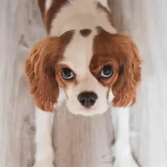 Cavalier: Choroby serca i mózgu (MVD, SM) jak chronić?