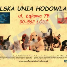 Polska Unia Hodowlana - dokument potwierdza pochodzenie zwierząt. Na zdjęciu szczenięta i kocięta.