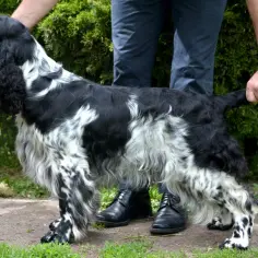 Niebieski spaniel pikardyjski, czarno-biały, z długą, falującą sierścią, stoi na tle zieleni.