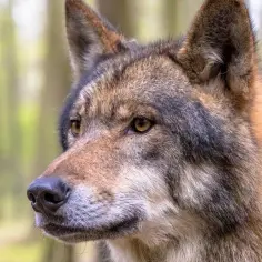 Jak szybko biega wilk? Odkryj fascynujące fakty o ich prędkości