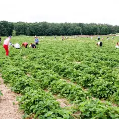 Rolnik zatrudnia pracowników na umowę o pracę do zbioru truskawek na ogromnym polu.