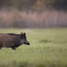 Jak szybko biega dzik? Odkryj jego niesamowite prędkości i zwinność