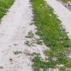 Droga dojazdowa z trawą po bokach. Współwłasność drogi dojazdowej prawa i obowiązki – kluczowe dla sąsiadów.