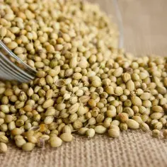 Całe ziarna kolendry rozsypane z miski na płótnie. Pokazują różnicę między kolendrą mieloną a całymi ziarnami w curry.
