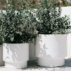Jakie kwiaty na balkon? Odkryj najlepsze rośliny na każdą porę dnia