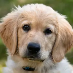 Jaką sierść ma golden retriever? Prawda o włosach i pielęgnacji