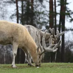 Dwa jelenie z imponującymi porożami pasą się na trawie. W tle las.