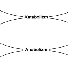 Cykl katabolizmu i anabolizmu. Katabolizm rozkłada węglowodany, tłuszcze i białka z tlenem do CO2 i H2O, produkując ATP. Anabolizm zużywa ATP do syntezy tych związków.